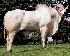 Raca: nelore padrao (corte) rgd: i 9500